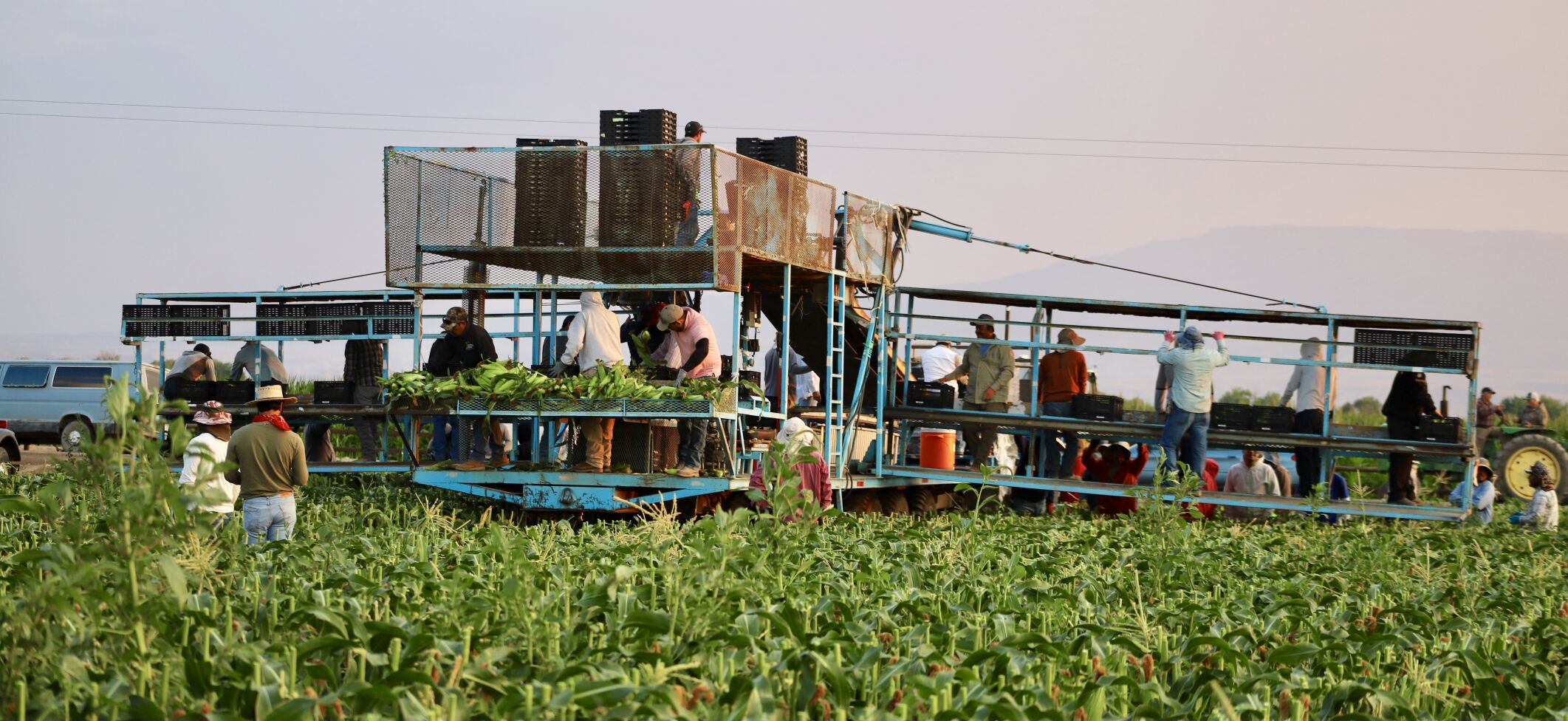 Olathe Sweet Corn harvest 4